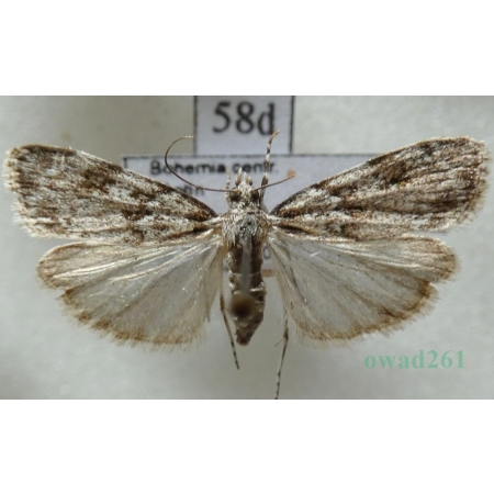 Scoparia basistrigalis Knaggs, 1866 Zamiotka bazikreska Czech58d